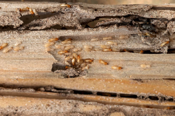 Best Pest Prevention Services  in Wright City, MO