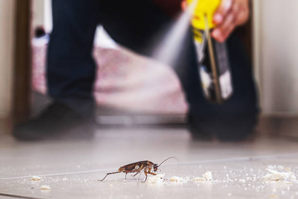 Best Emergency Pest Control  in Wright City, MO