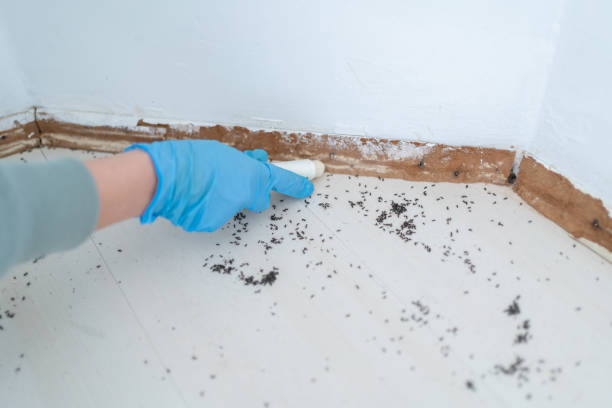 Best Local Pest Control Services  in Wright City, MO