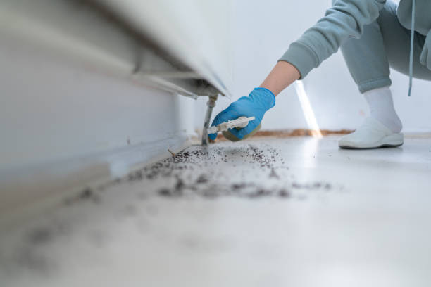 Best Cockroach Control Services  in Wright City, MO